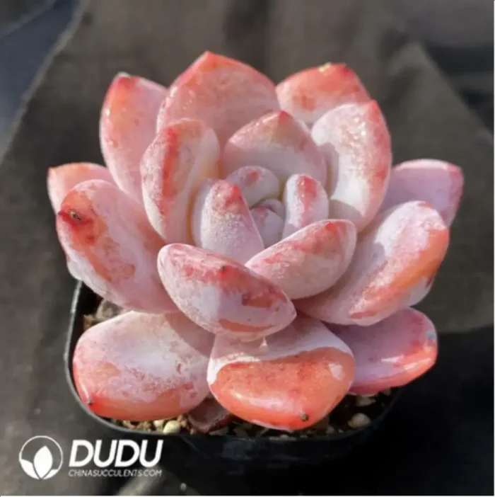 Echeveria Monroe x Lauii - Image 2