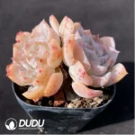 Echeveria Little Flower Double Heads - Image 2