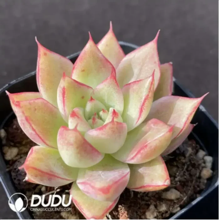 Echeveria Queen - Image 2