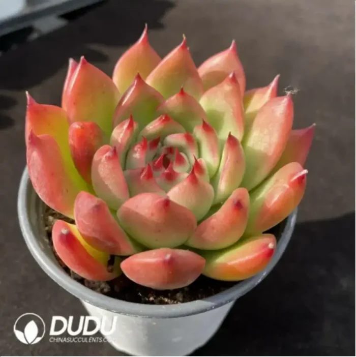 Echeveria Garciae - Image 2