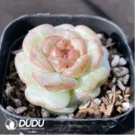 Echeveria 0005Impatiens - Image 2