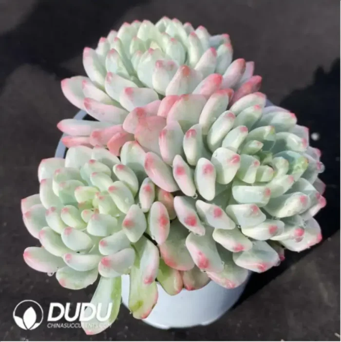 Echeveria cv. blue apple variegated Clustering - Image 2