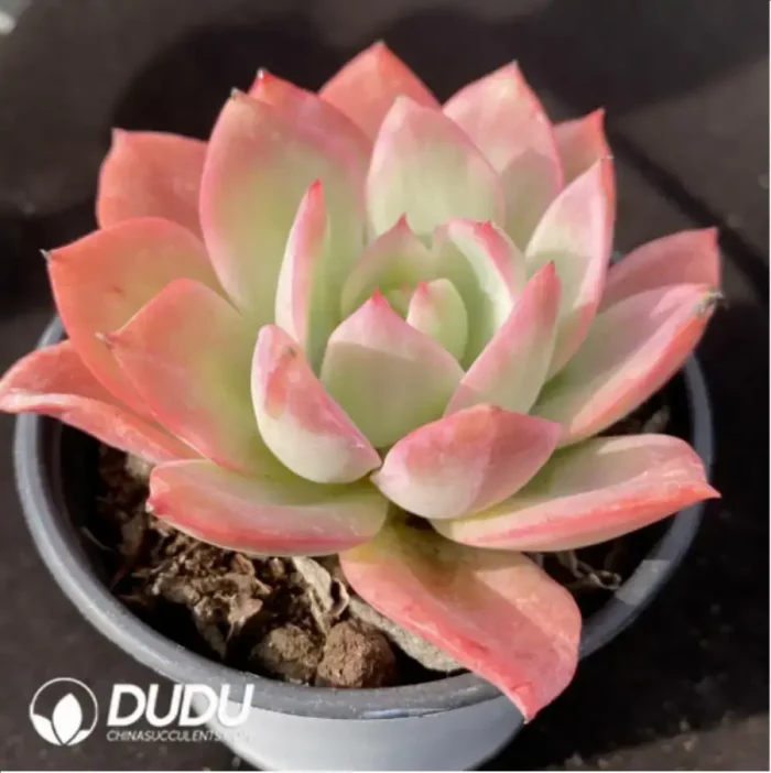 Echeveria Green Fruit Variegated - Image 2