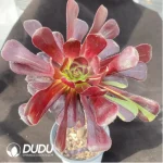 Aeonium Big Bang - Image 2