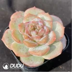 Echeveria Lychee Powder - Image 2