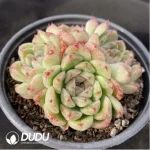 Echeveria Black Sand Beach Clustering - Image 2