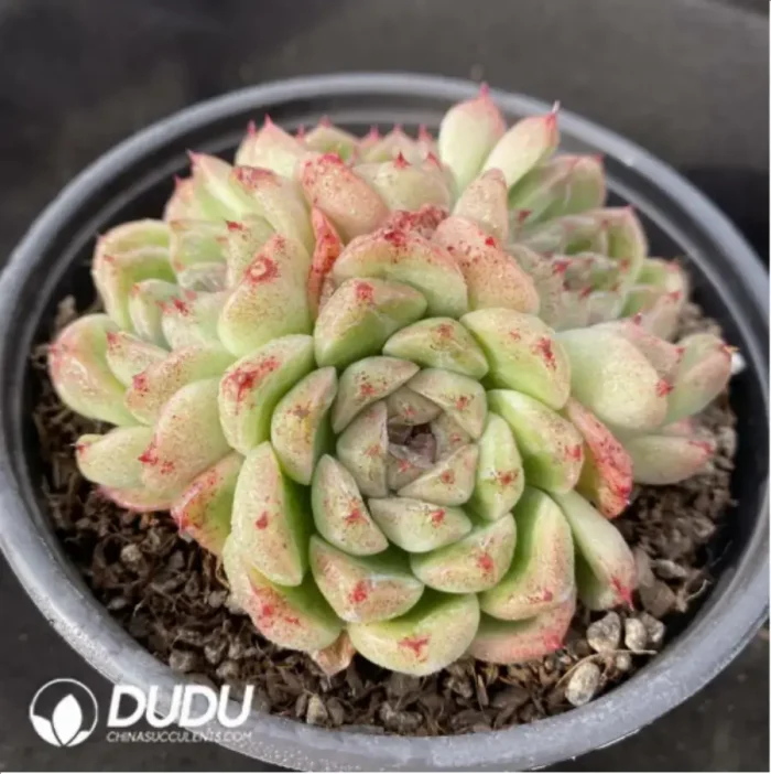 Echeveria Black Sand Beach Clustering - Image 2