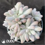 Pachyphytum Pink Lover Clustering - Image 2