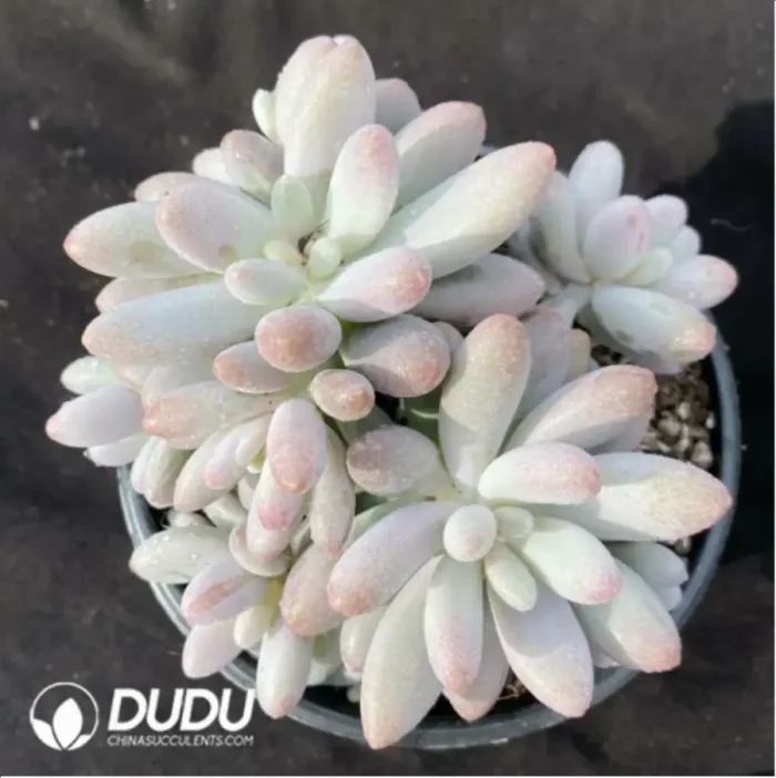 Pachyphytum Pink Lover Clustering - Image 2