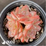 Echeveria Star Jenny Clustering - Image 2