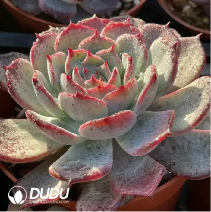 Echeveria Laulensis - Image 2
