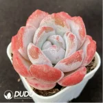 Echeveria Frosty Bloom - Image 2