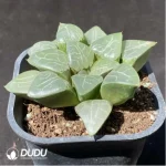 Haworthia Black Lady - Image 2