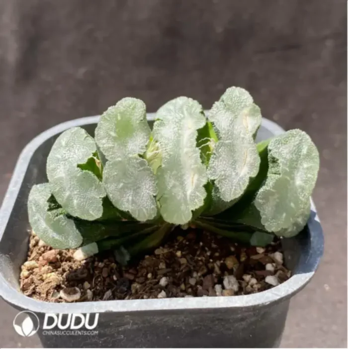 Haworthia Mammo - Image 2
