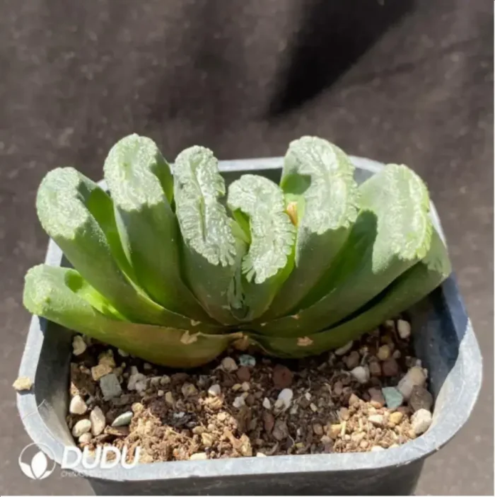 Haworthia Green Island - Image 2