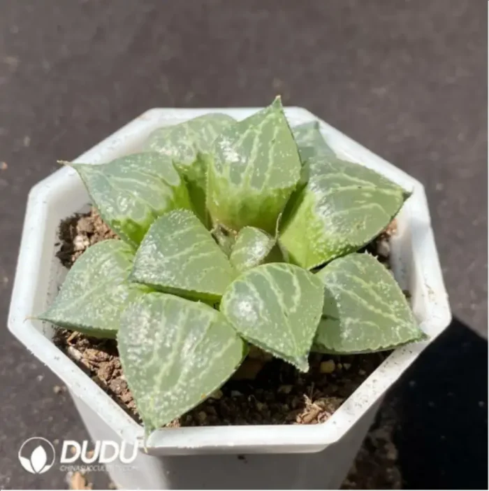 Haworthia spring thunder - Image 2