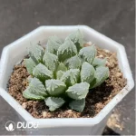 Haworthia White God City - Image 2
