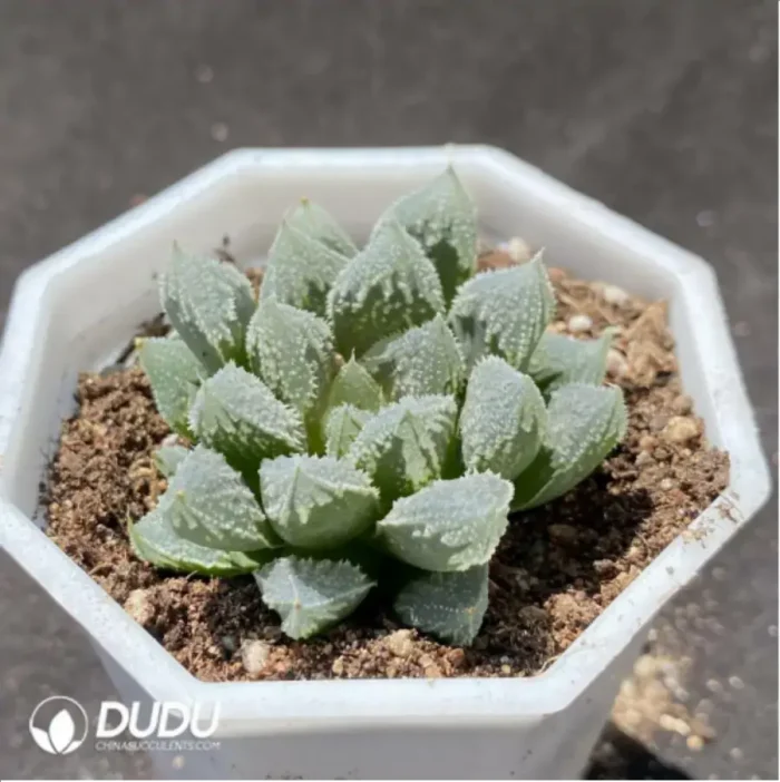 Haworthia White God City - Image 2