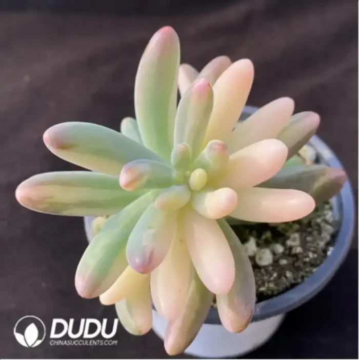 Sedum Pachyphyllum Rose Variegated - Image 2