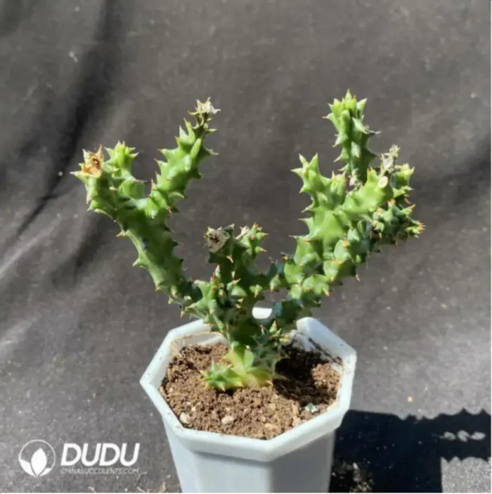 Asclepiadaceae Huernia pillansii - Image 2