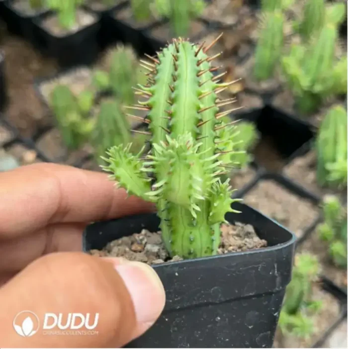 Euphorbia aggregata - Image 2