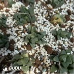 Adromischus cristatus var. mzimvubuensis variegated - Image 2