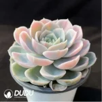 Echeveria Blue Surprise variegated - Image 2
