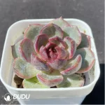Echeveria Blueberry - Image 2