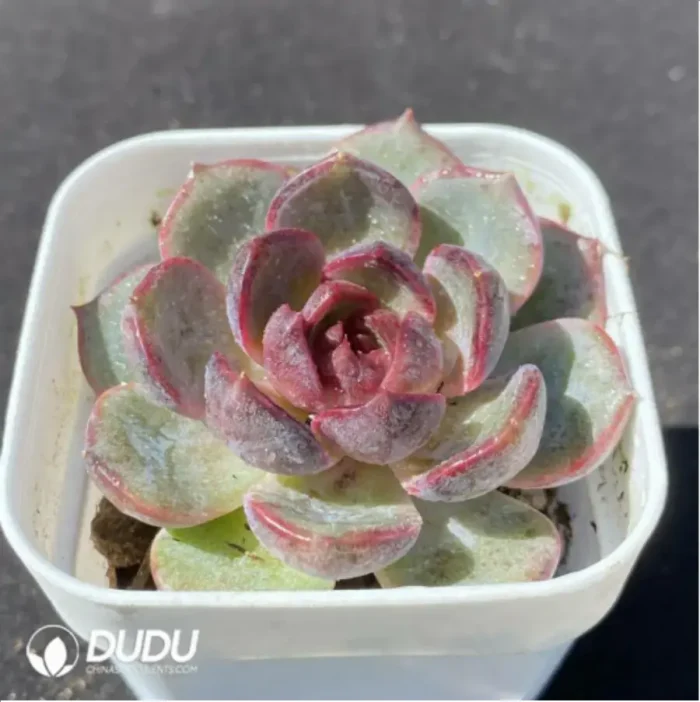 Echeveria Blueberry - Image 2