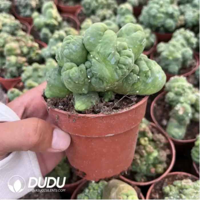 Cactus-Echinopsis lageniformis/Penis Cactus - Image 2