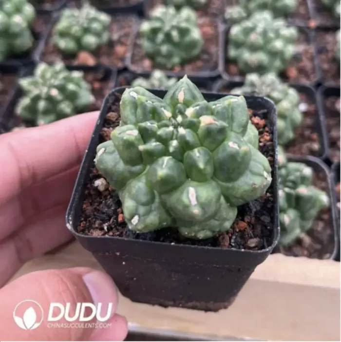 Cactus-Gymnocalycium anisitsii (K.Schum.) - Image 2