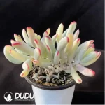 Cotyledon Orbiculata cv. Long Leaf Variegated - Image 2