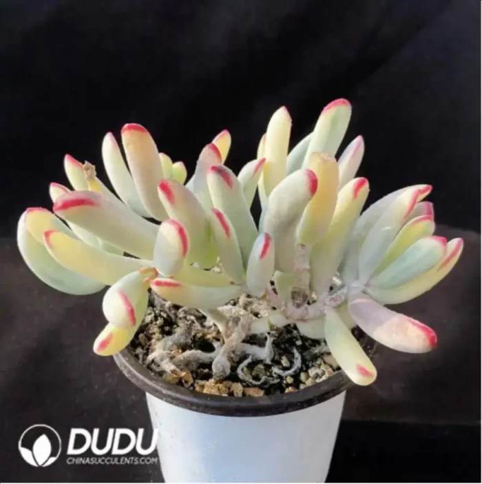 Cotyledon Orbiculata cv. Long Leaf Variegated - Image 2