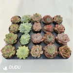 AC Collocation-4 - Image 2