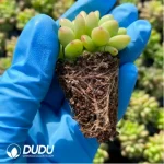 105Pcs/Tray Sedeveria Shangri-La Seedlings(Mix & Match 5+) - Image 2