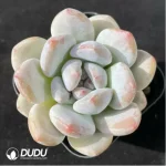 Echeveria Xiangxue Hai - Image 2