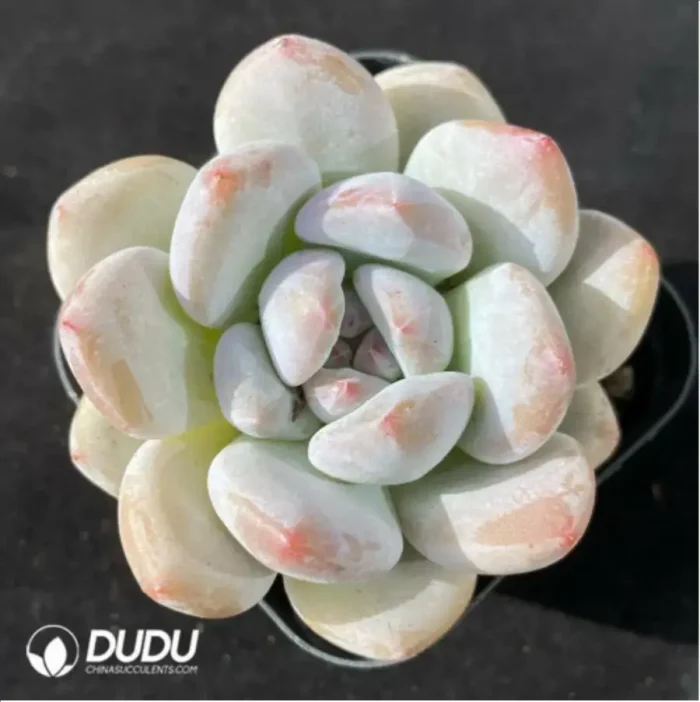 Echeveria Xiangxue Hai - Image 2