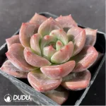 Echeveria Q Orange - Image 2