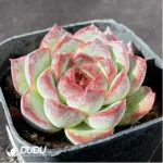 Echeveria Red and Black - Image 2