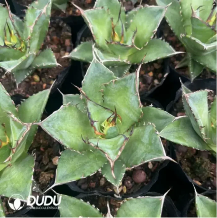 Agave Titanota Caesar - Image 2