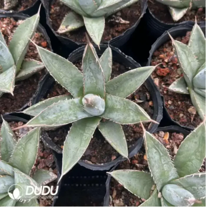 Agave Titanota Hades - Image 2