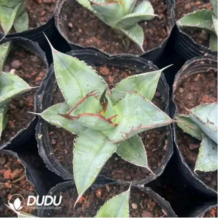 Agave Ghiesbreghtii - Image 2