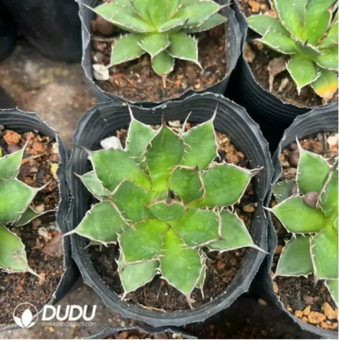 Agave Titanota Yamakame - Image 2