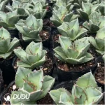 Agave Horrida - Image 2