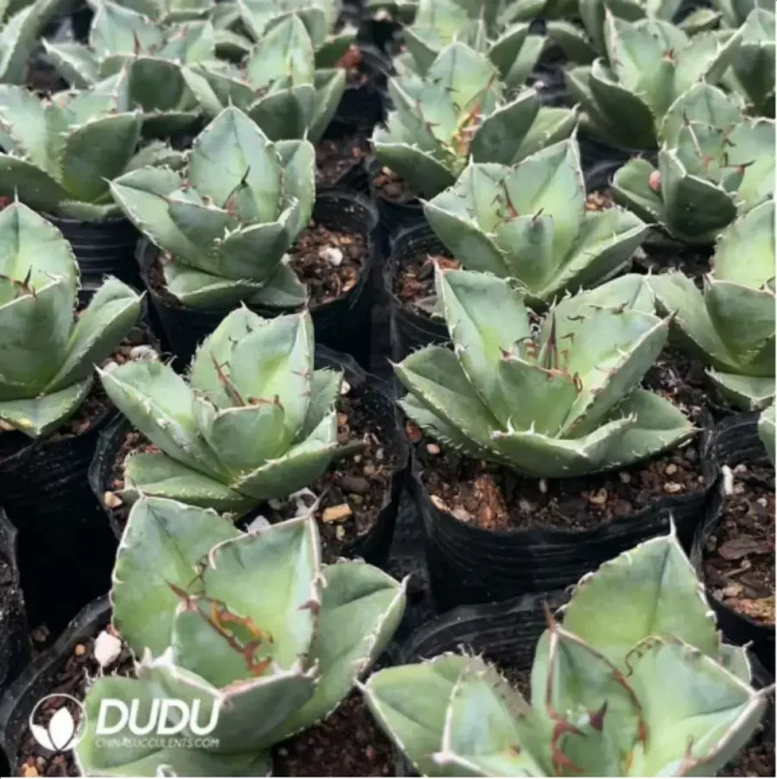 Agave Horrida - Image 2