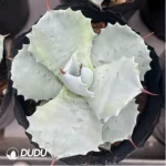 Agave Titanota Juggernaut - Image 2