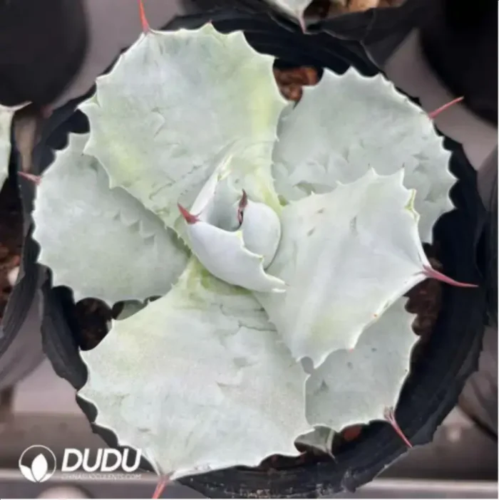 Agave Titanota Juggernaut - Image 2