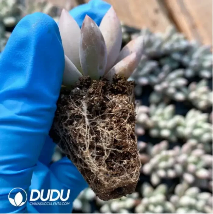 105Pcs/Tray Pachyphytum Solomon Seedlings(Mix & Match 5+) - Image 2