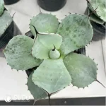 Agave Titanota Werewolf - Image 2