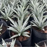 Agave Flexispina - Image 2